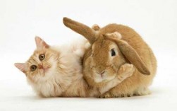 兔子和猫哪个好（兔子和猫哪个好吃）