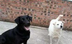黑狗和白狗哪个好看（黑狗和白狗的区别）