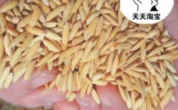水稻壳是种子的哪个结构（水稻的壳叫什么）