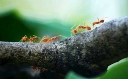 蚂蚁觅食的觅怎么写（蚂蚁觅食的意思）