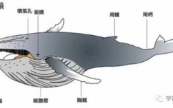 鲸须在鲸的哪个位置（须鲸类鲸鱼）