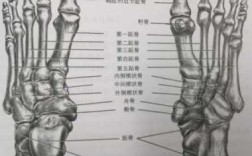 脚骨朵是哪个部位（脚骨朵是哪个部位图片）