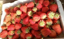 香梅和草莓哪个贵（香莓和草莓的区别）