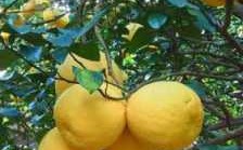 柚子盛产于哪个季节（柚子盛产于哪个季节的）