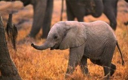 哪个大象最小（什么大象最小）