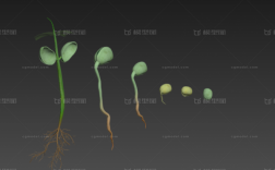 怎么画豌豆的成长过程（怎么画豌豆的成长过程图）