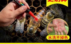 怎么做蜜蜂蜂王记号（蜜蜂蜂王图片 辨别）