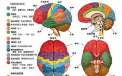 意识大脑哪个位置（大脑意识区域在哪）