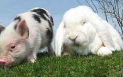 兔子和猪哪个笨（兔子和猪谁更聪明）