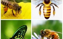 蜜蜂和蝴蝶哪个最美（蜜蜂和蝴蝶的区别在哪里）