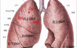 人的肺部在哪个位置（人的肺部在哪个位置上求图片）