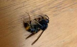 家里有个带刺的蜜蜂怎么办（家里面有蜜蜂怎么回事）