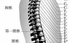 脊椎球部在哪个部位（脊椎 t）