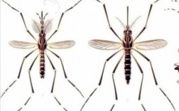 公蚊子母蚊子哪个大（公蚊子和母蚊子大小）