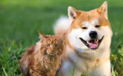 猫和狗哪个漂亮（猫和狗哪个漂亮一点）