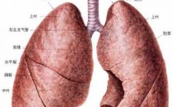 哪个器官是肺的母亲（肺是谁的母亲）