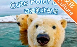 polarbears在哪个国家（polar bear在哪个国家）
