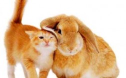 兔子和猫哪个聪明（宠物兔和猫谁最聪明）