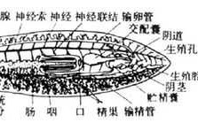 涡虫身体的哪个哪个胚层（涡虫的身体结构简图）