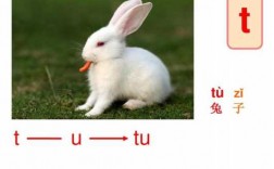 兔子代表哪个声母（兔子是几声）