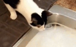 小猫怎么喝水的过程作文（猫怎么喝水的动态图）