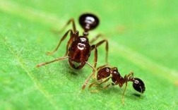 蚂蚁是怎么和毛毛虫搏斗（蚂蚁和毛毛虫战斗的情景）