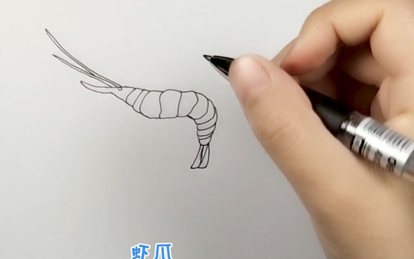 简单动物虾怎么画（可爱的虾怎么画）-图1