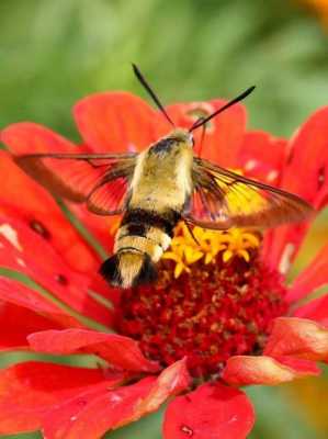 蜜蜂和蝴蝶哪个最美（蜜蜂和蝴蝶的区别在哪里）-图2