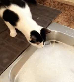 小猫怎么喝水的过程作文（猫怎么喝水的动态图）-图1