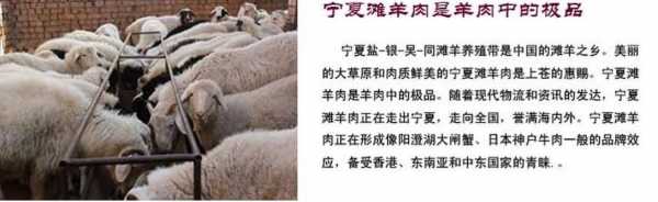 宁夏滩羊属于哪个牧区（宁夏滩羊简介）-图3