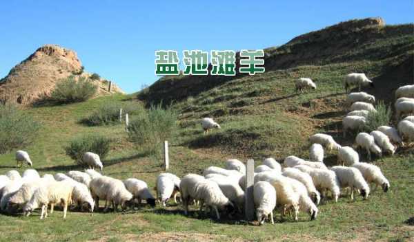 宁夏滩羊属于哪个牧区（宁夏滩羊简介）-图2