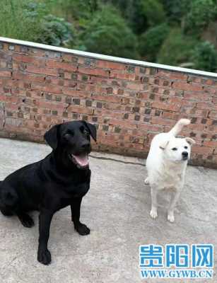 黑狗和白狗哪个好看（黑狗和白狗的区别）-图1