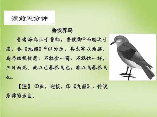 鸟文言文（鲁侯养鸟文言文）-图3