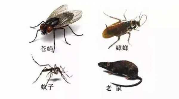 苍蝇和蚊子哪个脏（苍蝇和蚊子哪个脏气大）-图2