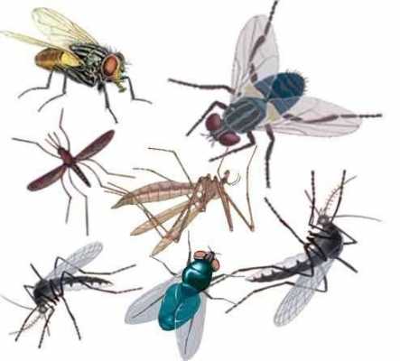 苍蝇和蚊子哪个脏（苍蝇和蚊子哪个脏气大）-图1