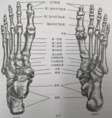 脚骨朵是哪个部位（脚骨朵是哪个部位图片）-图1