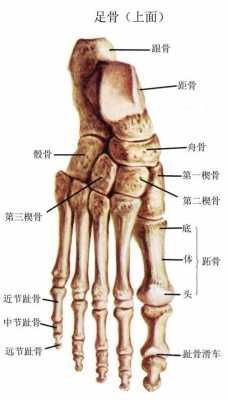 脚骨朵是哪个部位（脚骨朵是哪个部位图片）-图2