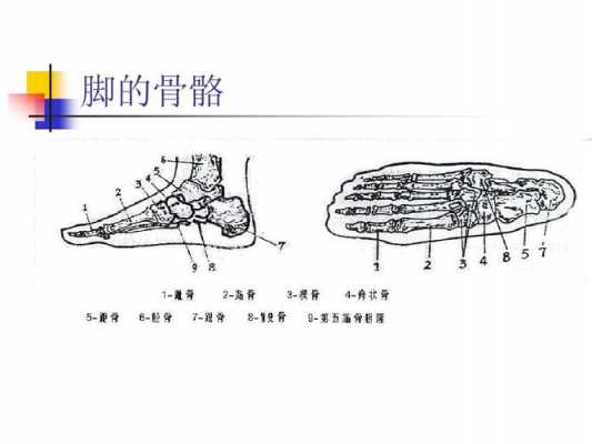 脚骨朵是哪个部位（脚骨朵是哪个部位图片）-图3