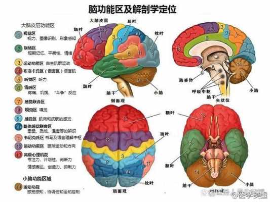 意识大脑哪个位置（大脑意识区域在哪）-图1