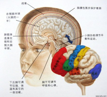 意识大脑哪个位置（大脑意识区域在哪）-图2