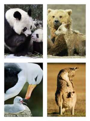 哪个动物比较孝（什么动物才会孝顺双亲?）-图3