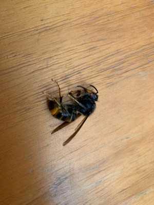 家里有个带刺的蜜蜂怎么办（家里面有蜜蜂怎么回事）-图1