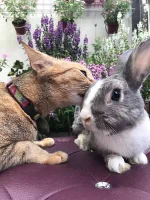 兔子和猫哪个聪明（宠物兔和猫谁最聪明）-图3