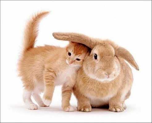 兔子和猫哪个聪明（宠物兔和猫谁最聪明）-图2