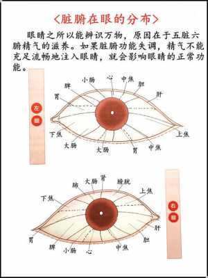 眼睛代表哪个脏器（眼睛是五脏六腑指的是什么）-图1