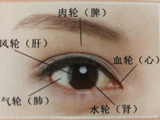 眼睛代表哪个脏器（眼睛是五脏六腑指的是什么）-图2