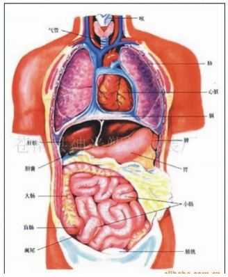 右肋位于人体哪个位置（右肋部位是什么器官）-图1