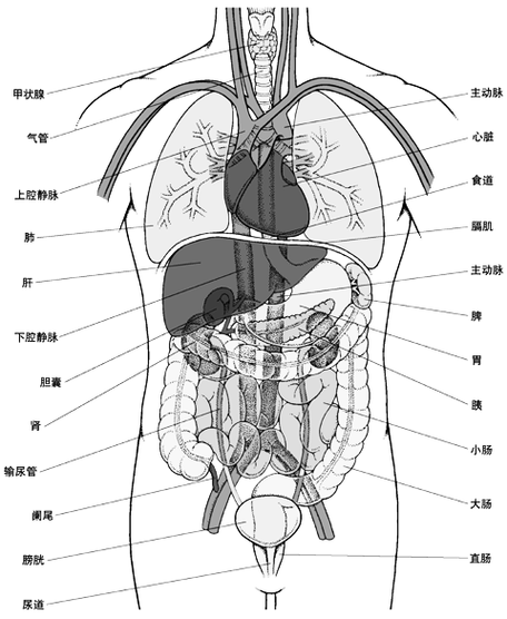 右肋位于人体哪个位置（右肋部位是什么器官）-图2