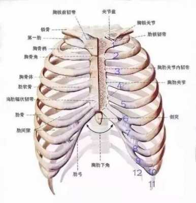右肋位于人体哪个位置（右肋部位是什么器官）-图3