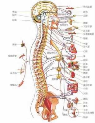 脊椎球部在哪个部位（脊椎 t）-图3